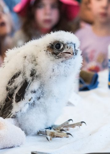 Library Falcons - Evanston Public Library