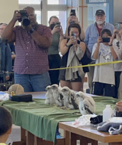Four falcon chicks sit on a table surrounded by adoring crowds taking their photo